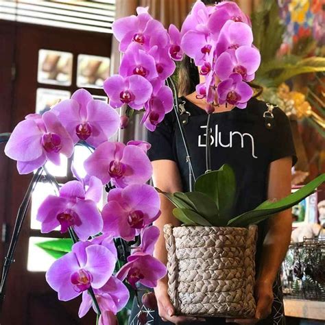 como cuidar de uma orquídea